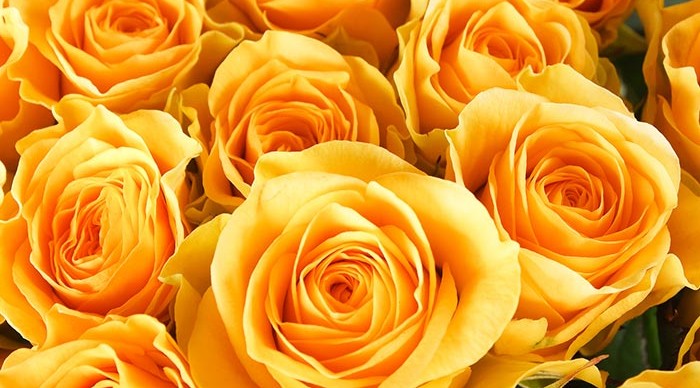 yellow roses