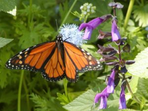 Monarch Butterfly Migration at Inn on Lake Granbury