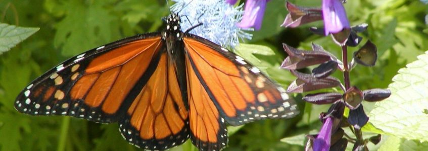 Butterfly on blue and purple flower