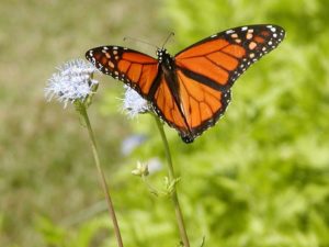 Monarch Butterfly Migration at Inn on Lake Granbury