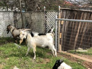 Goats from the Local Goat Distillery and Bar