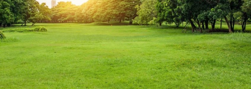 plush green field surounded by trees with building structure in distance